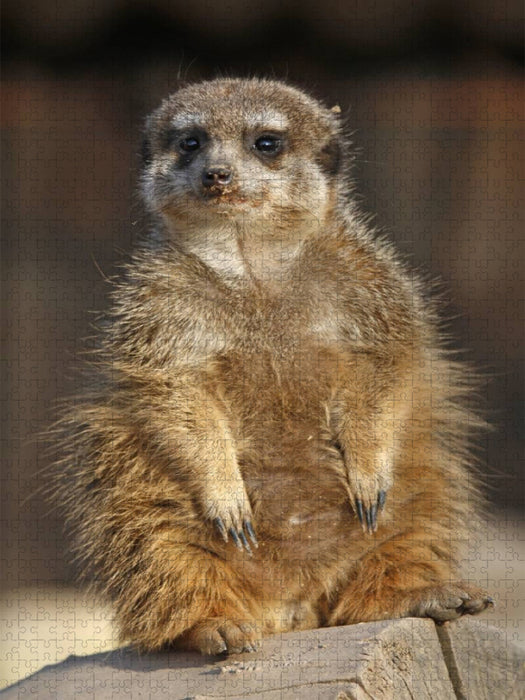 Erdmännchen - CALVENDO Foto-Puzzle'