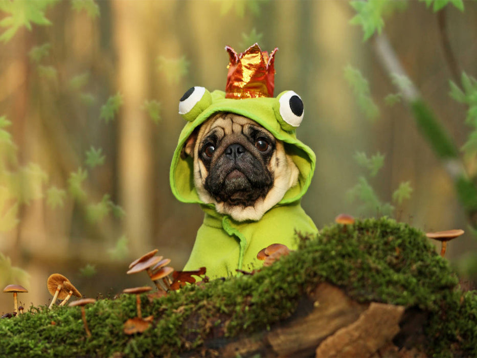 Küss mich....ich bin ein Prinz - CALVENDO Foto-Puzzle'