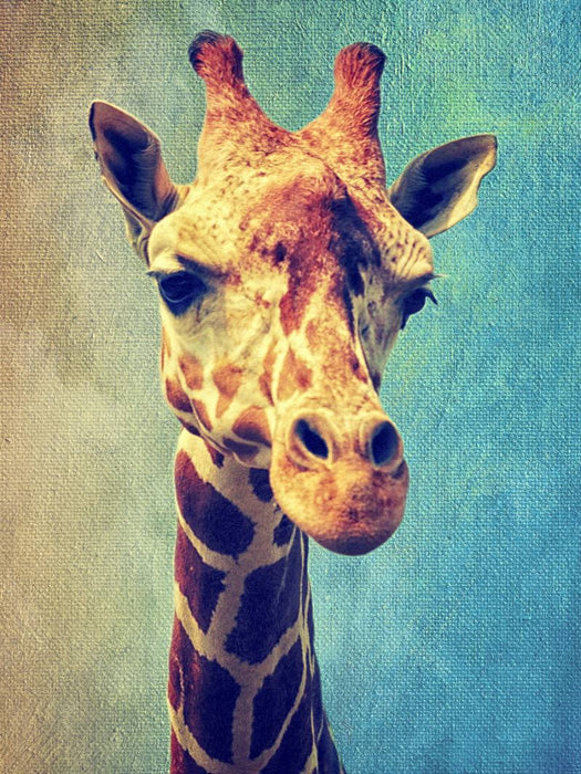 Giraffe - CALVENDO Foto-Puzzle'