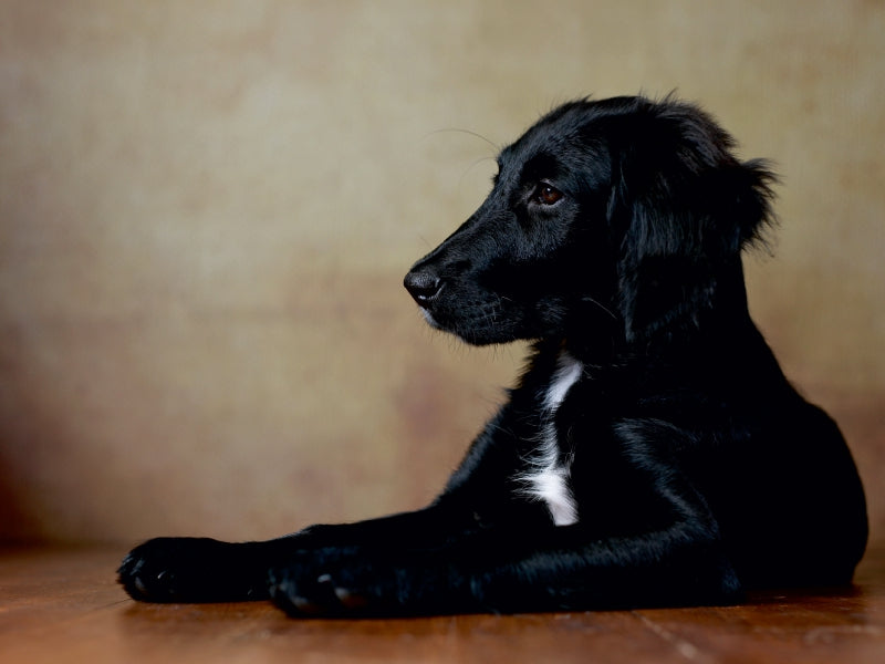 Hazel - Retriever x Labrador x Münsterländer-Mix, 14 Wochen 1000 Teile Puzzle quer - CALVENDO Foto-Puzzle'