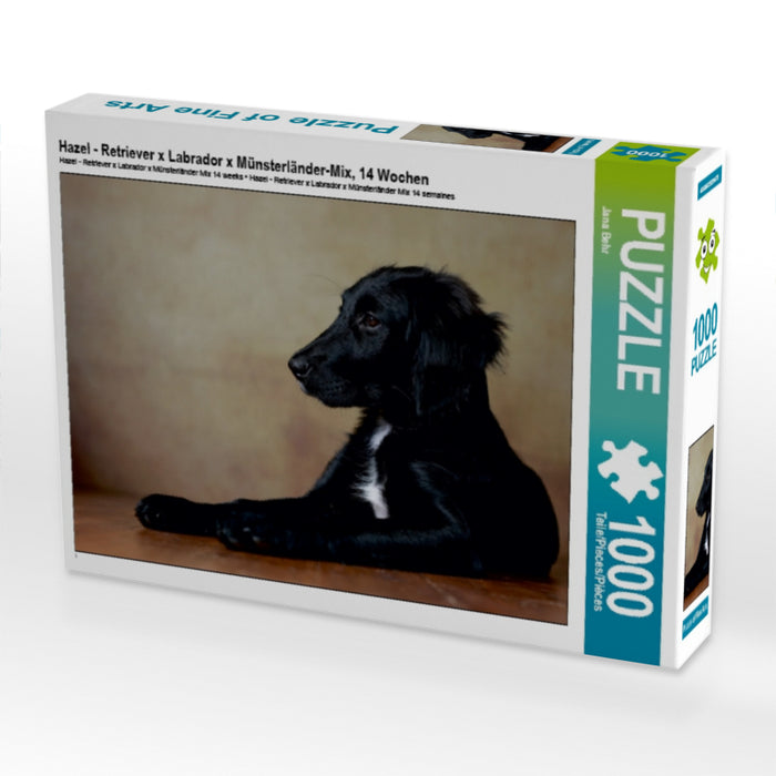 Hazel - Retriever x Labrador x Münsterländer-Mix, 14 Wochen 1000 Teile Puzzle quer - CALVENDO Foto-Puzzle'