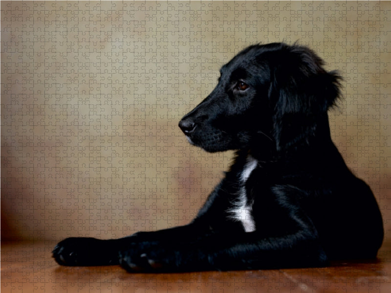 Hazel - Retriever x Labrador x Münsterländer-Mix, 14 Wochen 1000 Teile Puzzle quer - CALVENDO Foto-Puzzle'