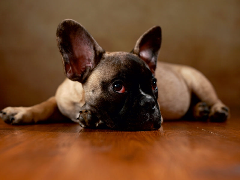 Rocky - Französische Bulldogge,16 Wochen 1000 Teile Puzzle quer - CALVENDO Foto-Puzzle'