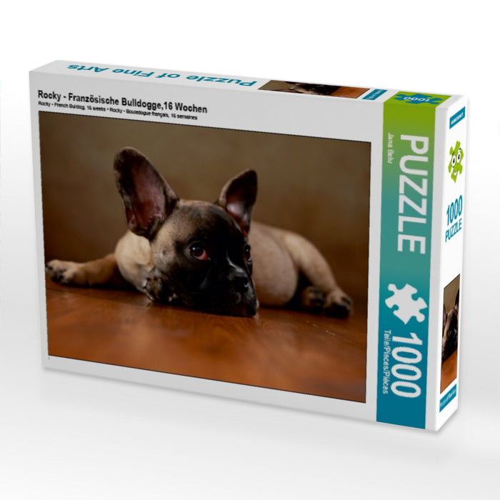 Rocky - Französische Bulldogge,16 Wochen 1000 Teile Puzzle quer - CALVENDO Foto-Puzzle'
