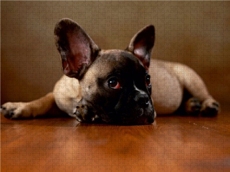 Rocky - Französische Bulldogge,16 Wochen 1000 Teile Puzzle quer - CALVENDO Foto-Puzzle'