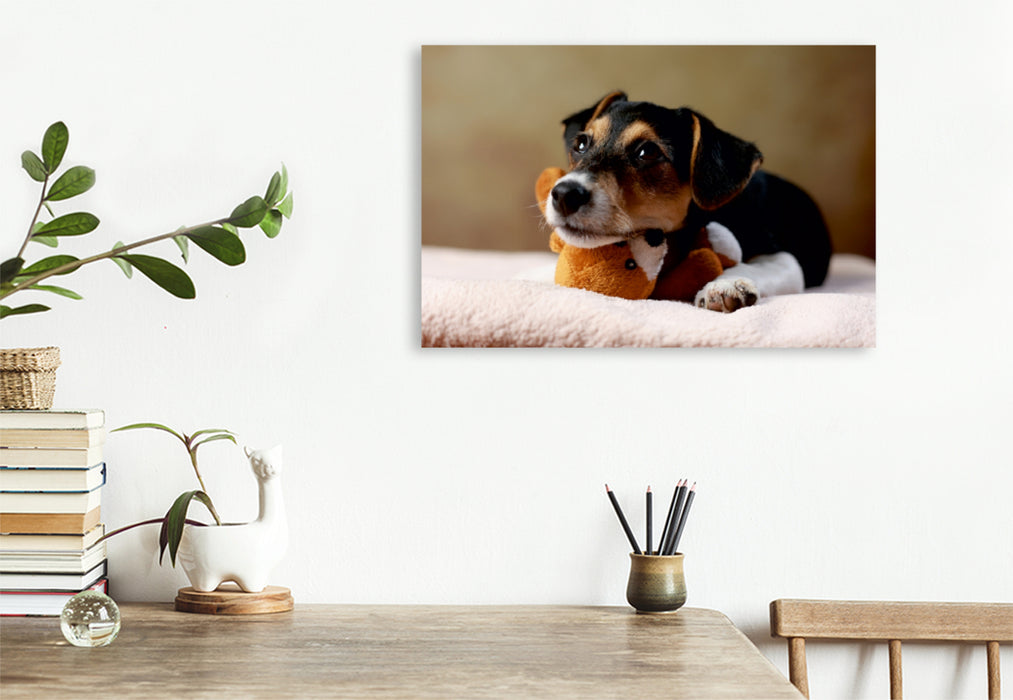 Premium Textil-Leinwand Premium Textil-Leinwand 120 cm x 80 cm quer Liu - Jack Russell-Terrier, 10 Wochen