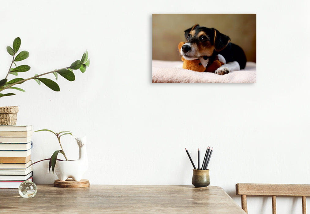 Premium Textil-Leinwand Premium Textil-Leinwand 120 cm x 80 cm quer Liu - Jack Russell-Terrier, 10 Wochen