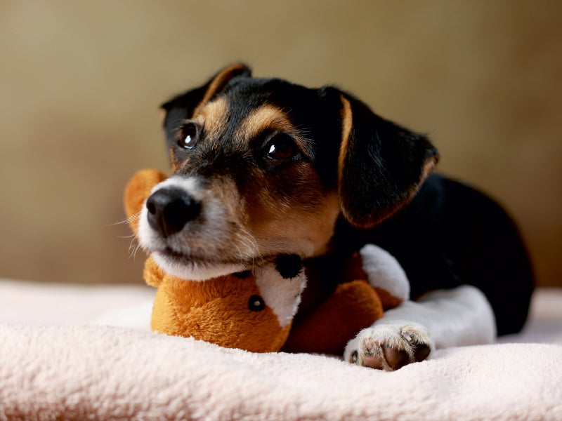 Liu - Jack Russell-Terrier, 10 Wochen 1000 Teile Puzzle quer - CALVENDO Foto-Puzzle'