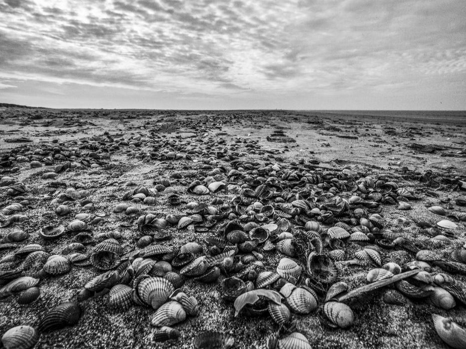 Muschelsucher - CALVENDO Foto-Puzzle'