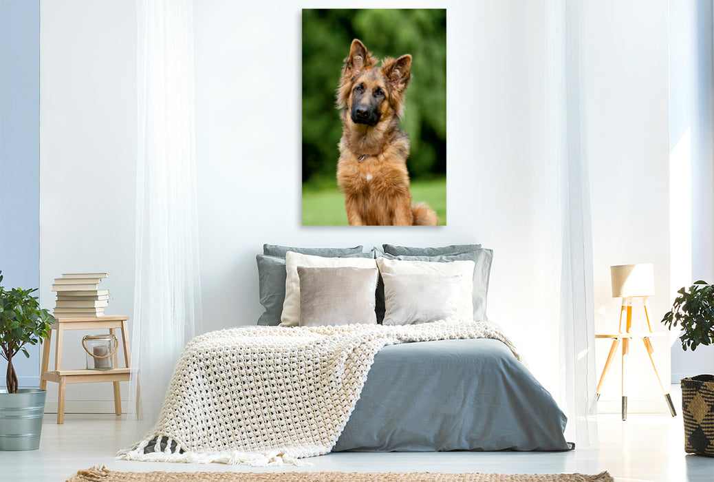 Premium Textil-Leinwand Premium Textil-Leinwand 80 cm x 120 cm  hoch Schäferhund Leo