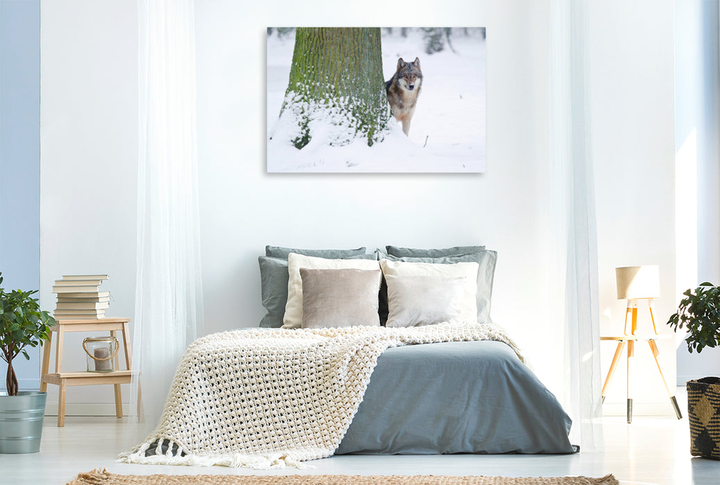 Premium textile canvas Premium textile canvas 120 cm x 80 cm landscape Wolf in winter 