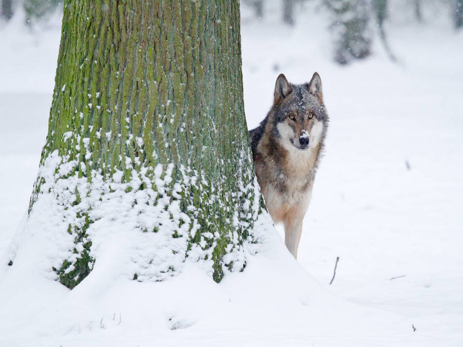 Wolf im Winter - CALVENDO Foto-Puzzle'