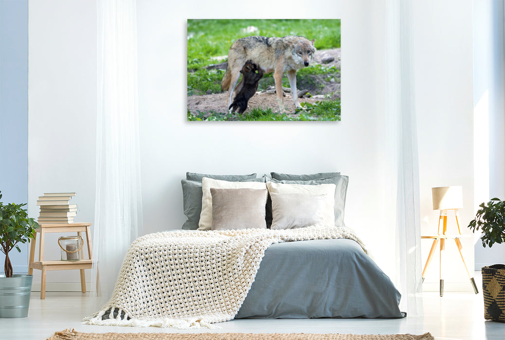 Premium textile canvas Premium textile canvas 120 cm x 80 cm landscape Wolf pup sucking 