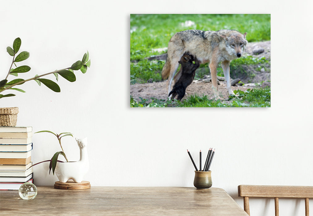 Premium textile canvas Premium textile canvas 120 cm x 80 cm landscape Wolf pup sucking 