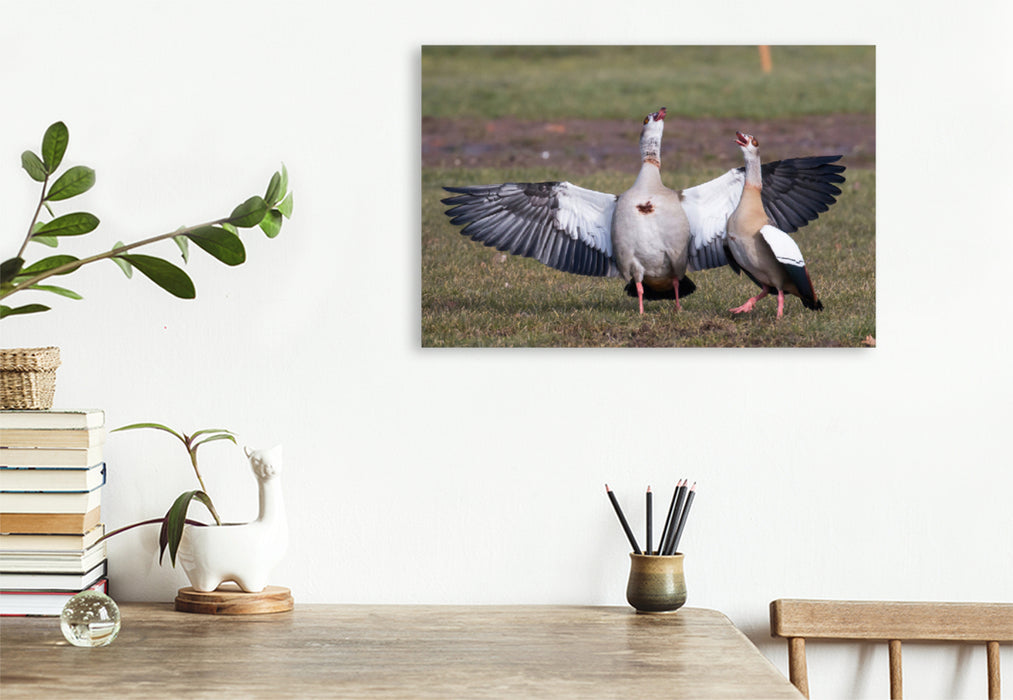 Premium textile canvas Premium textile canvas 75 cm x 50 cm landscape courting Egyptian geese 