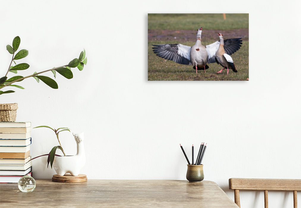 Premium textile canvas Premium textile canvas 75 cm x 50 cm landscape courting Egyptian geese 