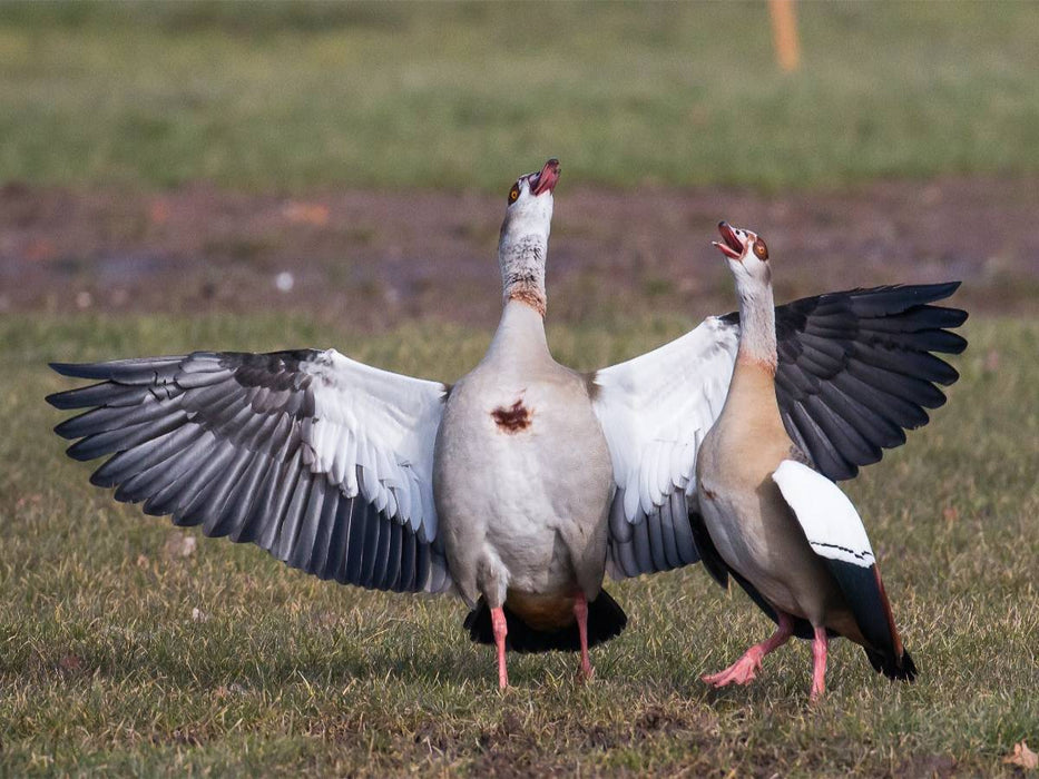 Balzende Nilgänse - CALVENDO Foto-Puzzle'