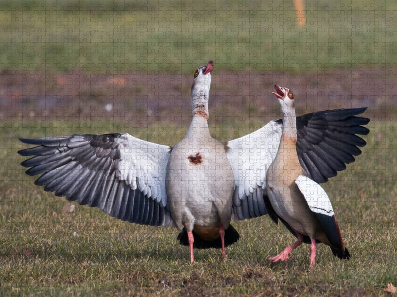 Balzende Nilgänse - CALVENDO Foto-Puzzle'