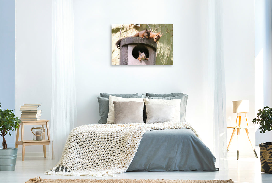 Premium textile canvas Premium textile canvas 90 cm x 60 cm landscape Playing young squirrels 