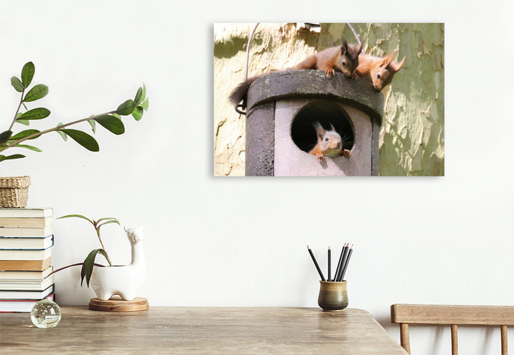 Premium textile canvas Premium textile canvas 90 cm x 60 cm landscape Playing young squirrels 