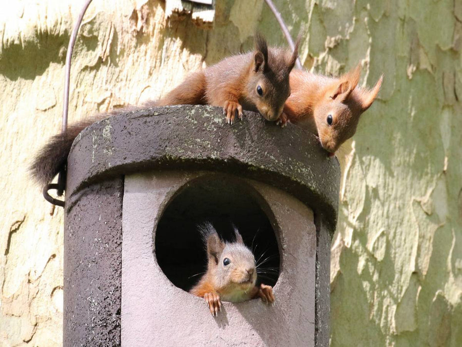 Spielende junge Eichhörnchen - CALVENDO Foto-Puzzle'