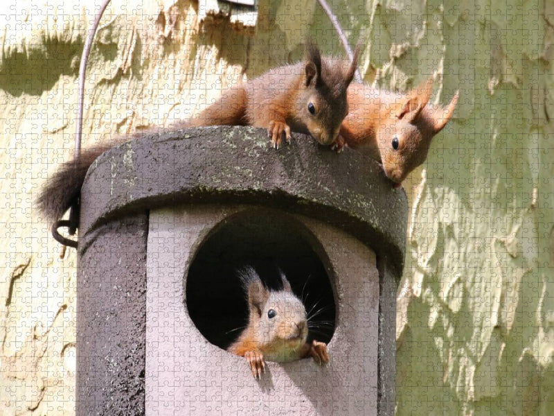 Spielende junge Eichhörnchen - CALVENDO Foto-Puzzle'