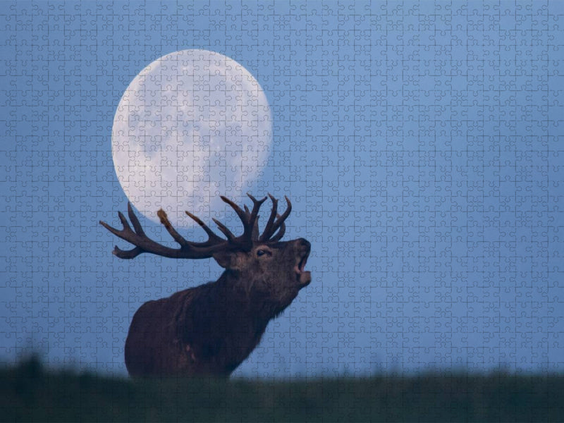 Röhrender Hirsch - CALVENDO Foto-Puzzle'