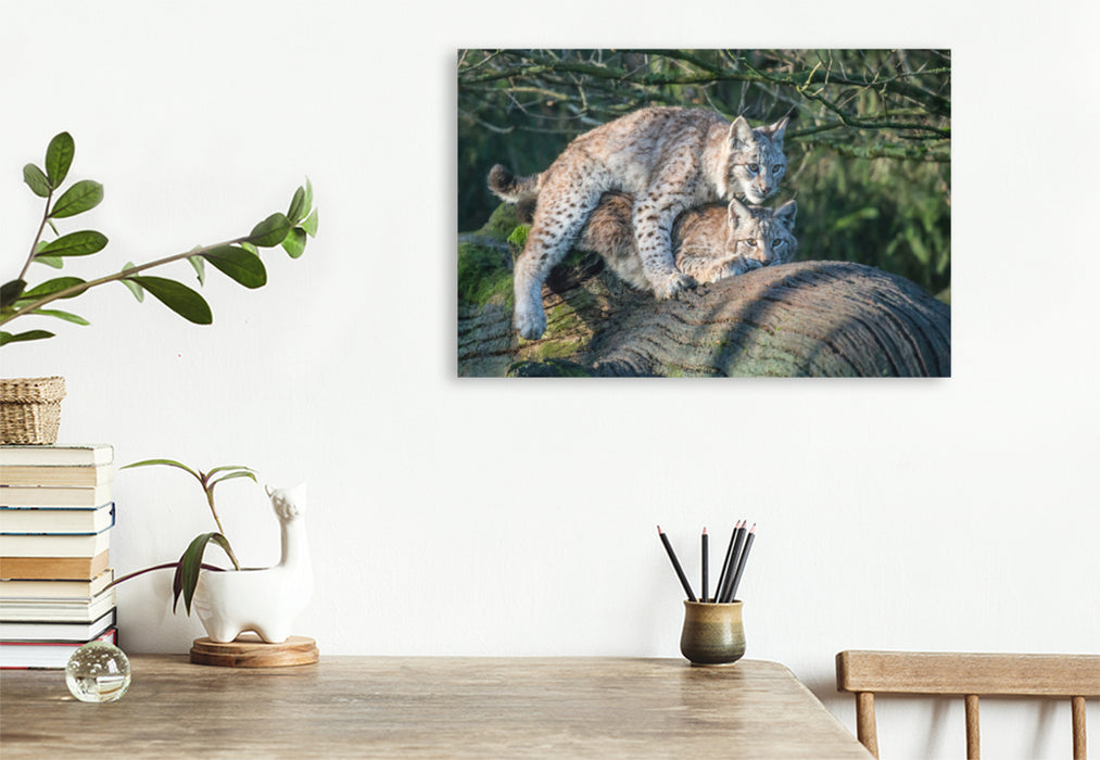 Premium textile canvas Premium textile canvas 120 cm x 80 cm landscape Lynxes mating 