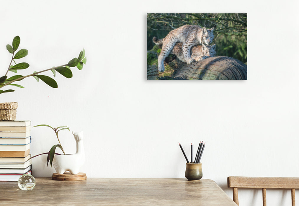 Premium textile canvas Premium textile canvas 120 cm x 80 cm landscape Lynxes mating 