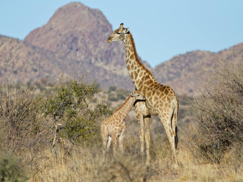 Giraffe mit Jungtier - CALVENDO Foto-Puzzle'