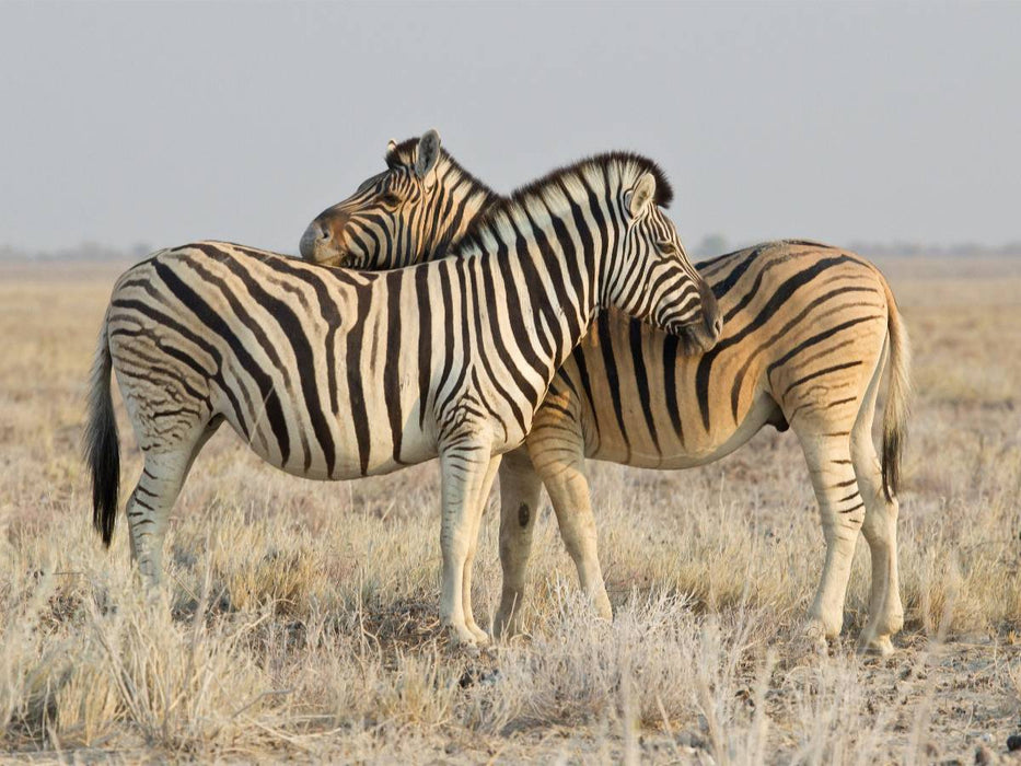 Zebras - CALVENDO Foto-Puzzle'