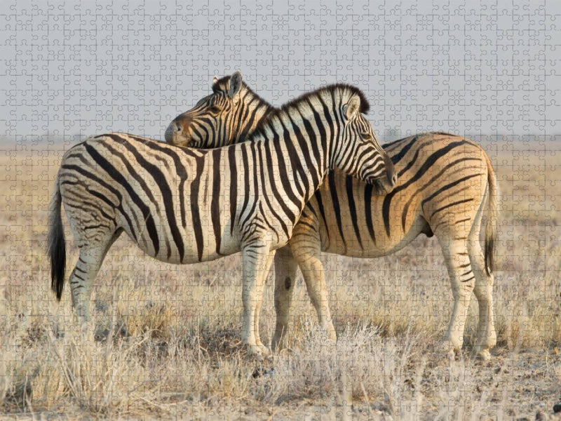 Zebras - CALVENDO Foto-Puzzle'