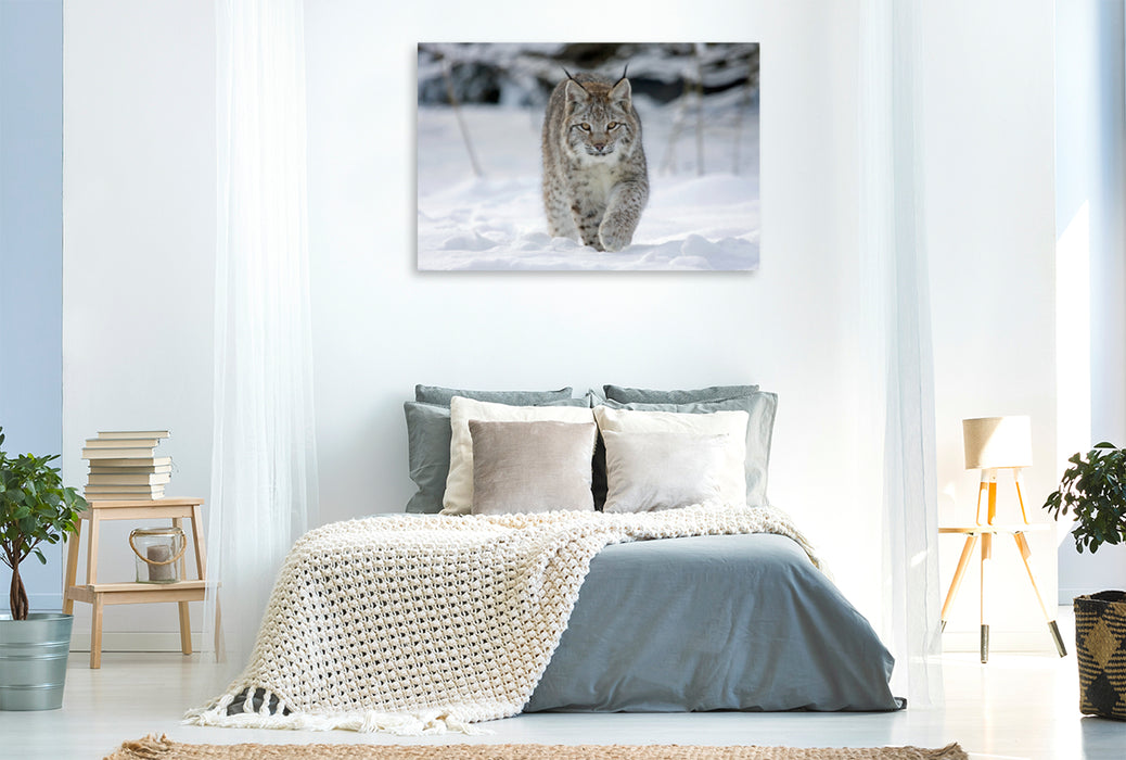 Premium textile canvas Premium textile canvas 120 cm x 80 cm landscape Lynx runs through snow 