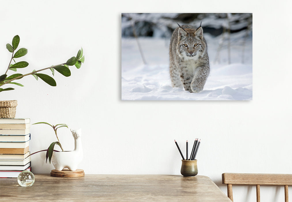 Premium textile canvas Premium textile canvas 120 cm x 80 cm landscape Lynx runs through snow 