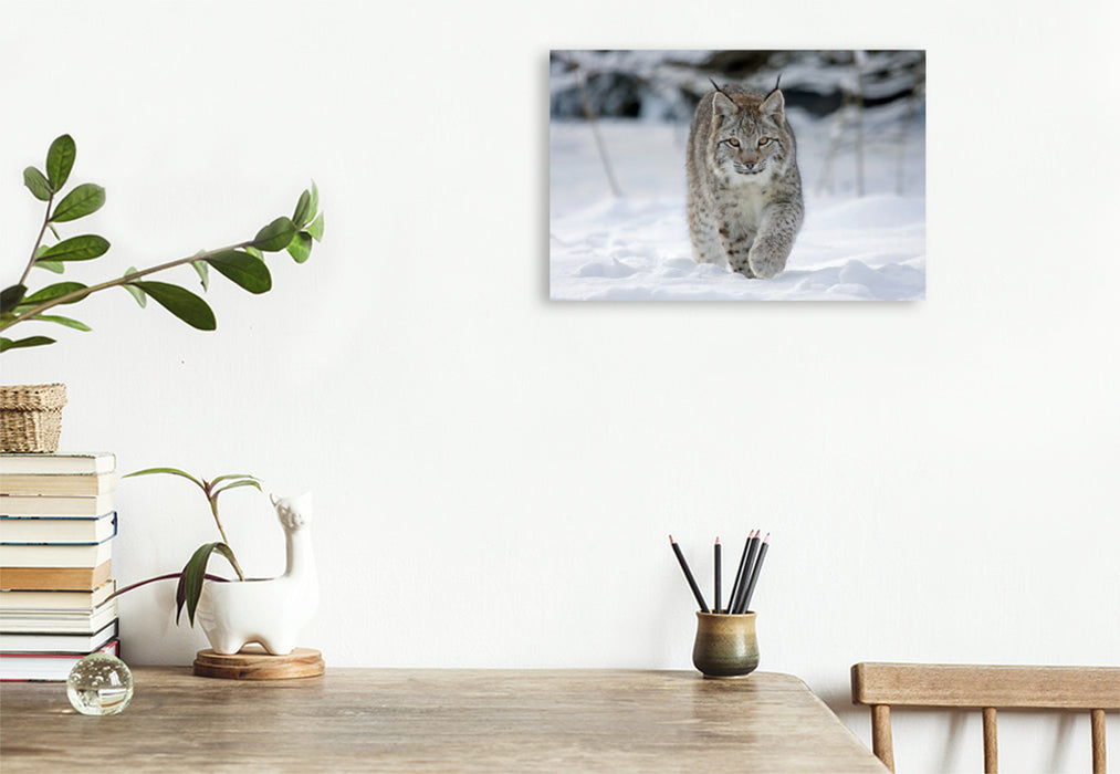 Premium textile canvas Premium textile canvas 120 cm x 80 cm landscape Lynx runs through snow 