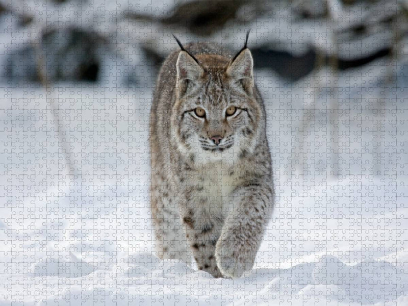 Luchs läuft durch Schnee - CALVENDO Foto-Puzzle'