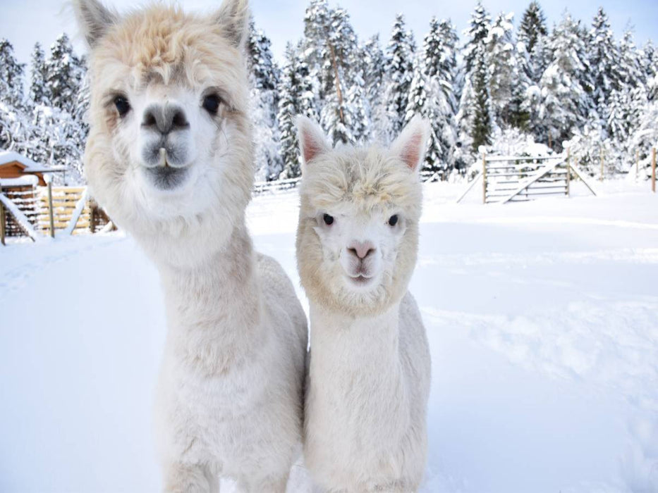 Alpakas Schneegestöber - CALVENDO Foto-Puzzle'