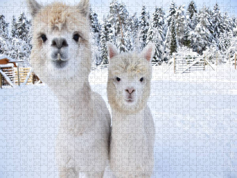 Alpakas Schneegestöber - CALVENDO Foto-Puzzle'
