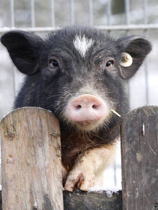 Ferkel steht am Zaun - CALVENDO Foto-Puzzle'