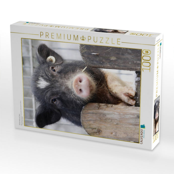 Ferkel steht am Zaun - CALVENDO Foto-Puzzle'