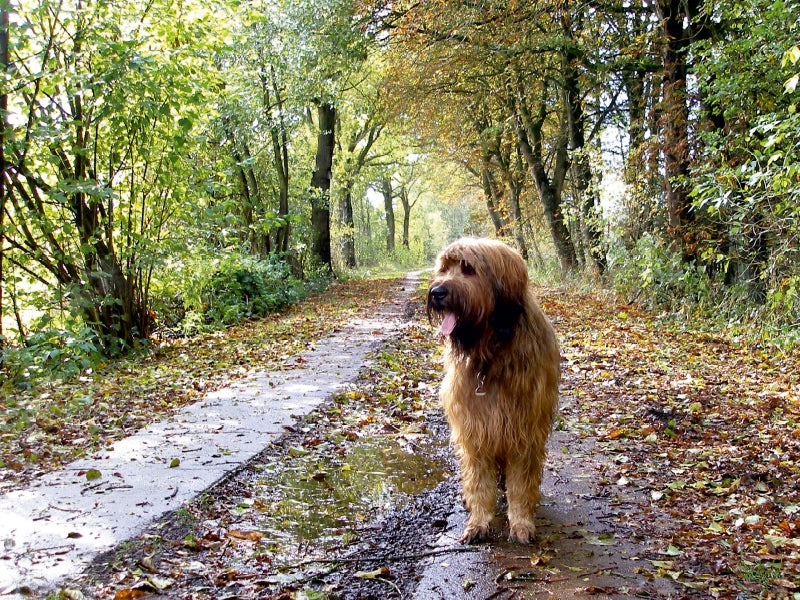 Briard auf Herbstwanderung 1000 Teile Puzzle quer - CALVENDO Foto-Puzzle'