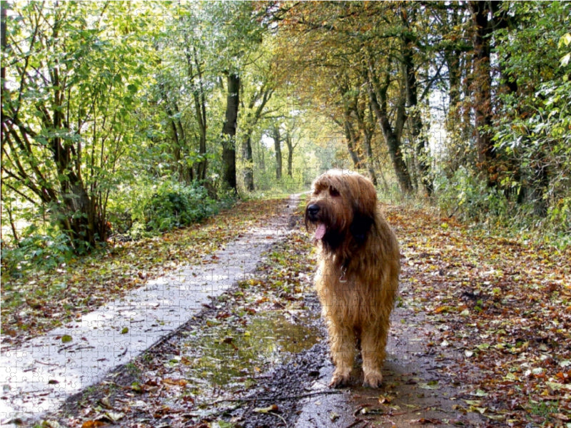 Briard auf Herbstwanderung 1000 Teile Puzzle quer - CALVENDO Foto-Puzzle'