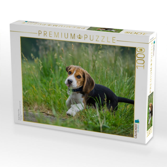 Beagle Welpe im Gras - CALVENDO Foto-Puzzle'