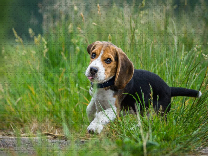 Beagle Welpe im Gras - CALVENDO Foto-Puzzle'
