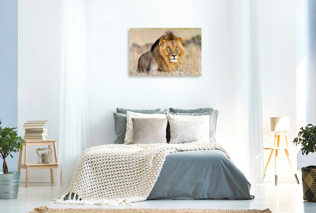 Premium Textil-Leinwand Premium Textil-Leinwand 120 cm x 80 cm quer Afrika: Majestätischer Löwe in der Masai Mara