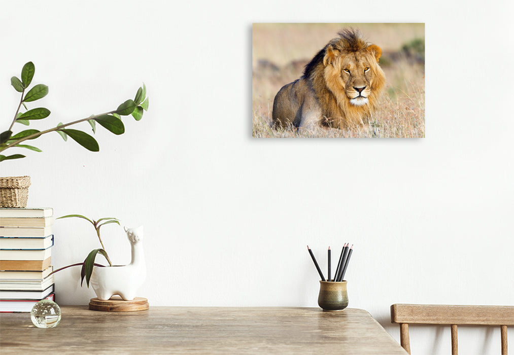Premium Textil-Leinwand Premium Textil-Leinwand 120 cm x 80 cm quer Afrika: Majestätischer Löwe in der Masai Mara