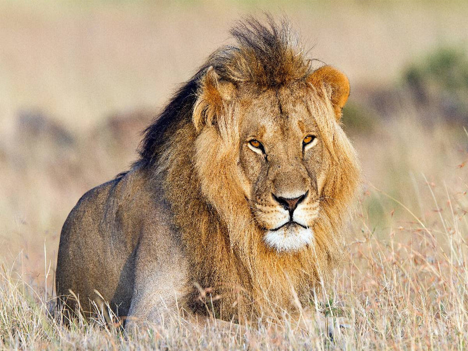 Afrika: Majestätischer Löwe in der Masai Mara - CALVENDO Foto-Puzzle'