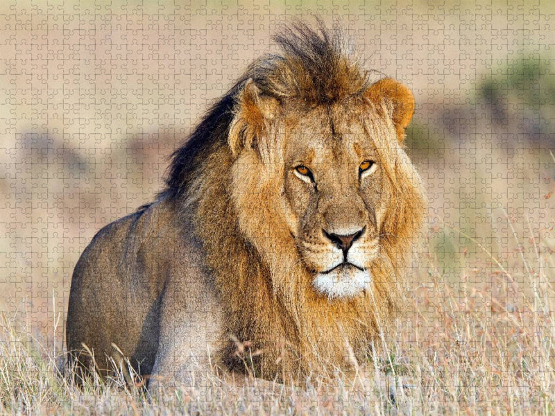 Afrika: Majestätischer Löwe in der Masai Mara - CALVENDO Foto-Puzzle'