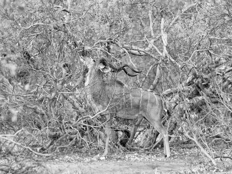 Afrika: Männlicher Kudu im Moremi Games Reserve, Botswana - CALVENDO Foto-Puzzle'