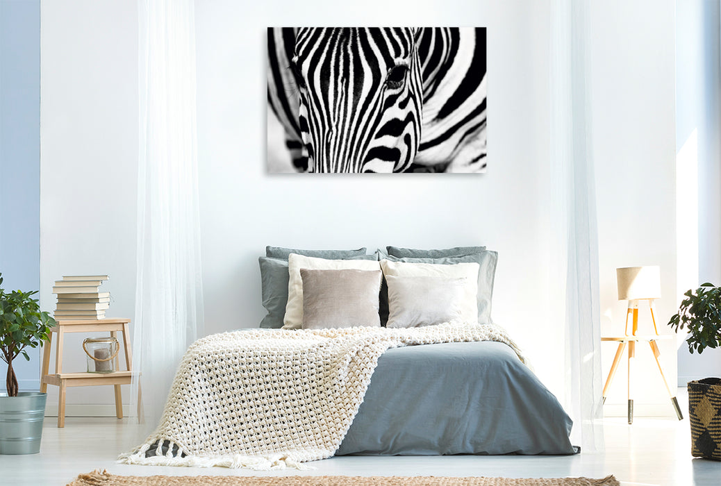 Premium Textil-Leinwand Premium Textil-Leinwand 120 cm x 80 cm quer Afrika: Nahaufnahme eines Steppenzebra in Botswana